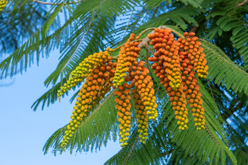 Colvillea racemosa is a species of legume in the family Fabaceae. It is also known by the common name Colville's Glory.  Its genus is named for Sir Charles Colville, an ex Governor of Mauritius.