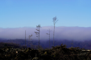 Obraz premium Landscape on the hiking trail around the Sorpesee in the Sauerland 