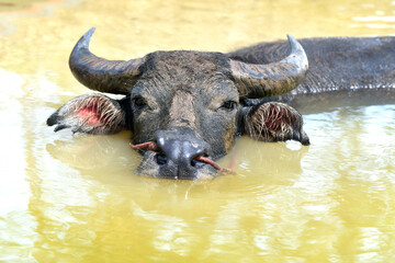 Buffalo playing in the canal