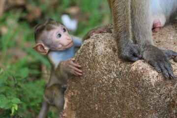 baby and mother Monkey