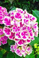Bright hydrangea buds bloom in the garden or park.