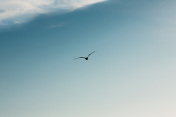 Fototapeta na wymiar Seagull flies forward against the blue sky