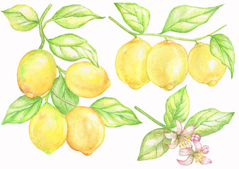 Set of lemon branches and lemon flowers.Watercolor illustrations.For your design.