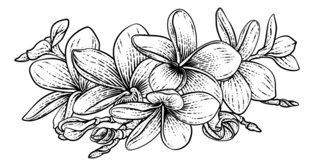 Plumeria Frangipani Tropical Bali Flower Woodcut - obrazy, fototapety, plakaty