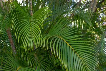 Obraz na płótnie Canvas Dypsis lutescens, also known as golden cane palm, areca palm, yellow palm, butterfly palm, or bamboo palm, is a species of flowering plant in the family Arecaceae