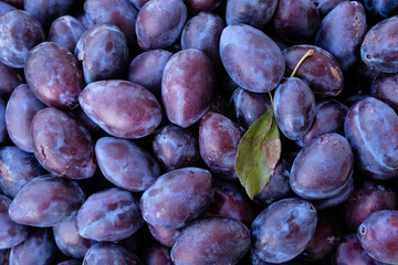 Purple plums background. Harvest plums.