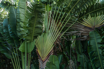 Obraz na płótnie Canvas Ravenala is a genus of monocotyledonous flowering plants, Ravenala madagascariensis, traveller's tree, traveller's palm or East-West palm, from Madagascar.