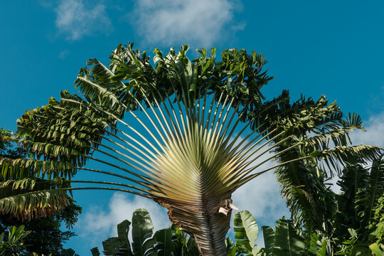 Travelers Tree or Travelers Palm, Ravenala madagascariensis Stock Photo -  Alamy