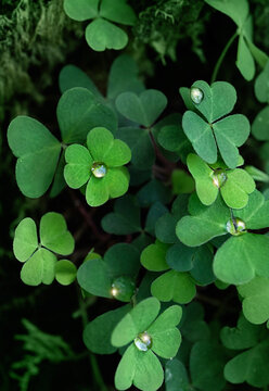 Clover leaves with water drops close up, green natural background. Beautiful image of summer nature. ecology, earth day. Green three-leaves, shamrocks, symbol of St.Patrick`s day holiday