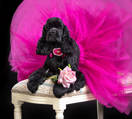 american cocker spaniel in a pink tutu ballet skirt, Dog,