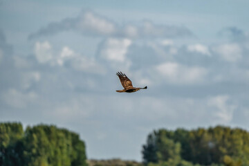 Buzzard in flight with wings outstretched, with spectacular, dramatic sky. trees, background, animal themes, blur and selectice focus