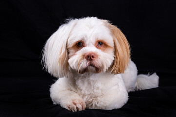 Shi Tzu dog portrait in the photo studio. Cute small dog puppy isolated on the backdrop.