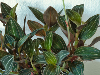 Close-up of green leaves with white stripes of a plant of the species Ludisia discolor from the...