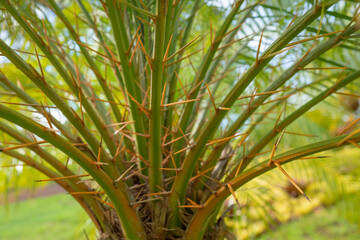 Phoenix roebelenii, with common names of dwarf date palm, pygmy date palm, miniature date palm or robellini palm, is a species of date palm native to southeastern Asia, from southwestern China (Yunnan