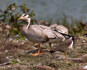 Naklejka na ściany i meble Bar headed goose moving around with birds of other species in peace and tranquility, coexistence of nature.