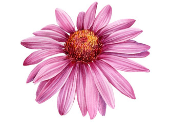 Pink Flower, echinacea on a white background. Watercolor botanical illustration - obrazy, fototapety, plakaty