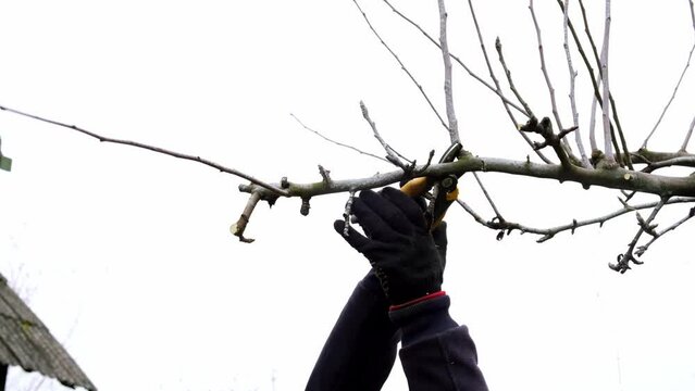 4k video. A gardener is pruning a tree. Small secateurs or gardening scissors - branch cut tool. Side view. The man hands are cutting off a twig close-up. Garden care. Cold season. Seasonal work. DIY.