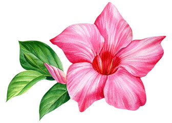 Tropical flower watercolor illustration. Pink plumeria