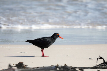african black oystercatcher, african oystercatcher (Haematopus moquini) profile or side on stands at the edge of the sea on a white sand beach in Western Cape, South Africa