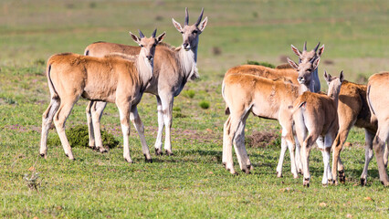 common eland, southern eland, eland antelope (Taurotragus oryx) small group or herd making eye contact in the wild, Western Cape, South Africa