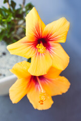 close-up of cuban hibiscus plant with yellow flower outdoor