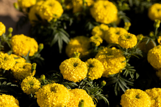 selective focus Yellow marigolds in the flower garden are growing in full bloom, Prince Yellow, strong compact stems. bloom together can be planted in any season
