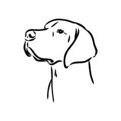Decorative outline portrait of cute pointer dog vector illustration in black color isolated on white background. Isolated image for design and tattoo.