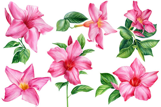 Beautiful flowers, watercolor floral clipart. Pink flower, tropical plants © Hanna