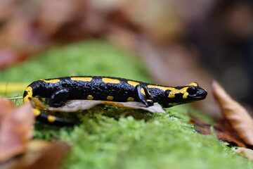  Fire Salamander (Salamandra salamandra)  Germany