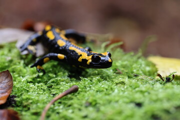  Fire Salamander (Salamandra salamandra)  Germany