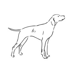 Decorative outline portrait of cute pointer dog vector illustration in black color isolated on white background. Isolated image for design and tattoo.