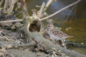 Fototapeta premium Beautiful sandpiper blends into the shoreline