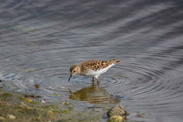 Least sandpiper makes ripples in the water