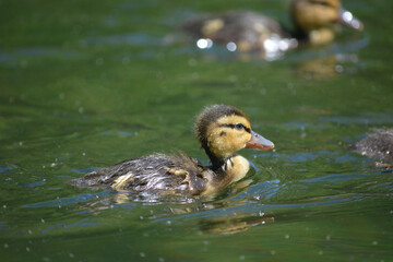 Baby duckling swims in a pond