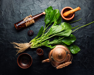 Plantain in herbal medicine © nikolaydonetsk