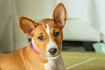 Basenji dog puppy close up portrait looking at camera