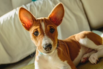 Basenji dog puppy close up portrait looking at camera