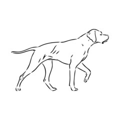 Decorative outline portrait of cute pointer dog vector illustration in black color isolated on white background. Isolated image for design and tattoo.