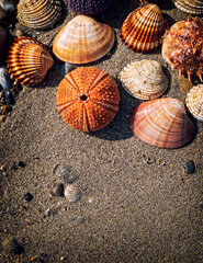 collection of sea urchins and clam shells on wet sand top view closeup, space for your text