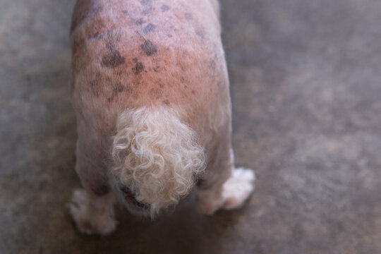 Closeup Senior Poodle dog butt with blackspot and redness or rash irritation skin problems.Hyperpigmentation at vet visit