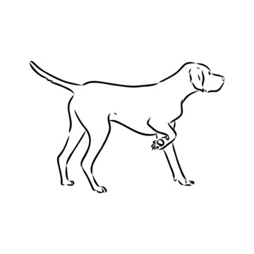 Decorative outline portrait of cute pointer dog vector illustration in black color isolated on white background. Isolated image for design and tattoo.