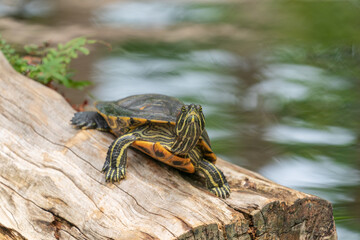 The Florida Red-bellied Turtle