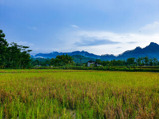 Decorated with rice plants in farm background beautiful nature.