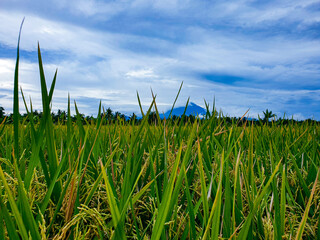Obraz premium field and blue sky with mountain background 
