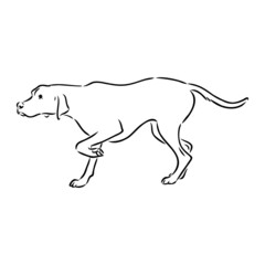 Decorative outline portrait of cute pointer dog vector illustration in black color isolated on white background. Isolated image for design and tattoo.