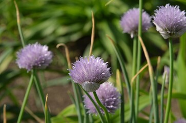 Blooming wild chives, scientific name Allium karelinii