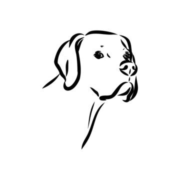 Decorative outline portrait of cute pointer dog vector illustration in black color isolated on white background. Isolated image for design and tattoo.