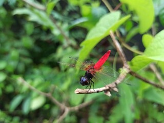 dragonfly on a branch
