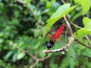 dragonfly on a branch