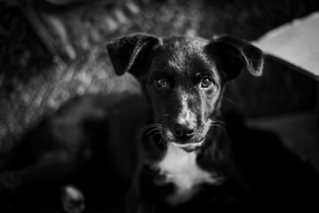 black dog portrait